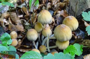 coprinus micaceus (2) (1000 x 667)1.jpg_product